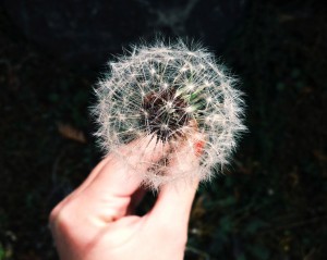 hand-garden-flower-dandelion